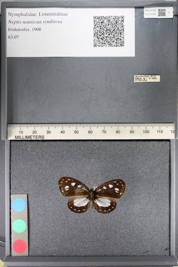 Media type: image;   Entomology 137781